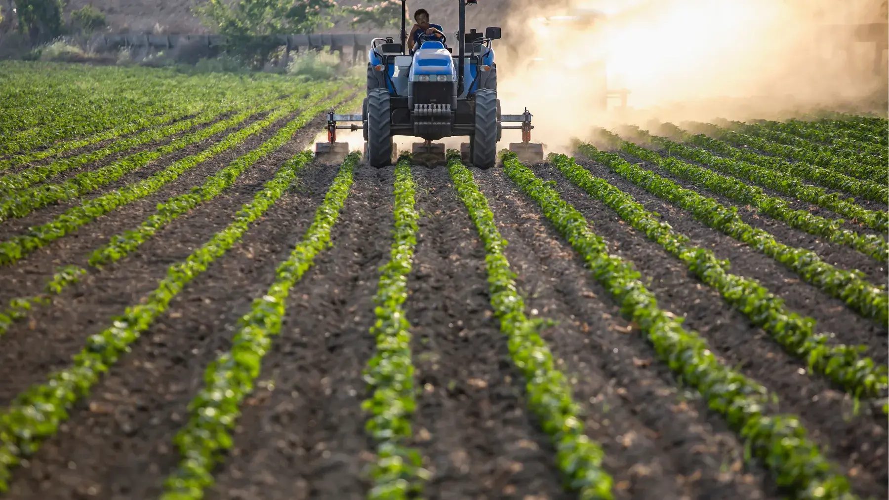 Agriculture and Agro-Processing